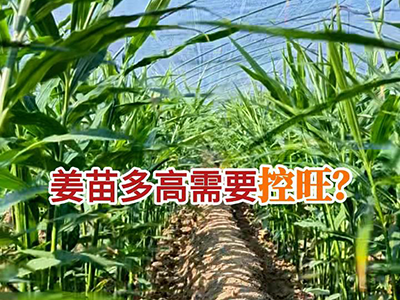 姜苗多高需要控旺？ ()