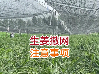 生姜撤网注意事项 ()