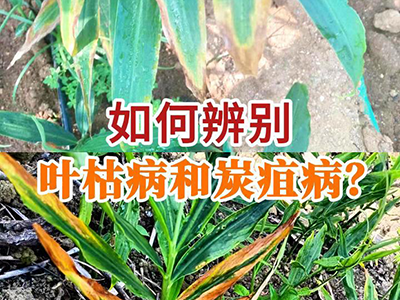 如何辨别叶枯病和炭疽病？ ()