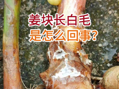 姜块长白毛是怎么回事？ ()