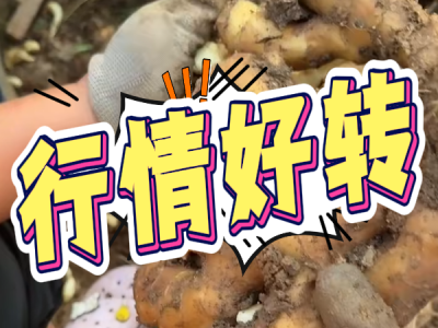 8月15日 安丘黑埠子（行情好转） ()