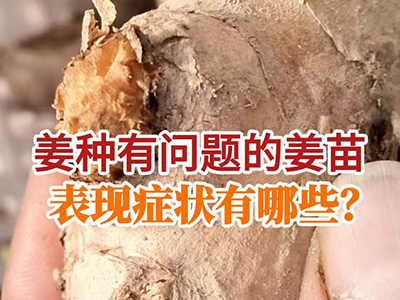 姜种有问题的姜苗表现症状有哪些？ ()