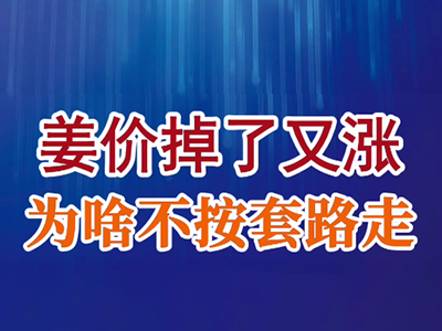 老石说姜：姜价掉了又涨、为啥不按套路走？ ()