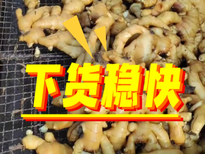 8月15日 生姜价格行情（下货稳快） ()