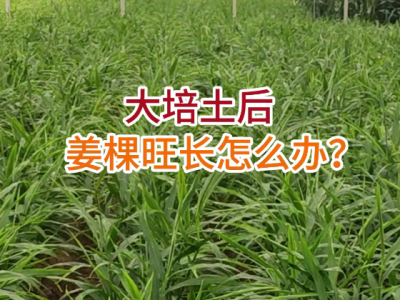 大培土后姜棵旺长怎么办？ ()