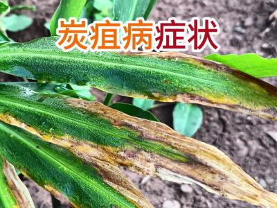 生姜炭疽病症状 ()