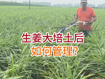 生姜大培土后如何管理？ ()