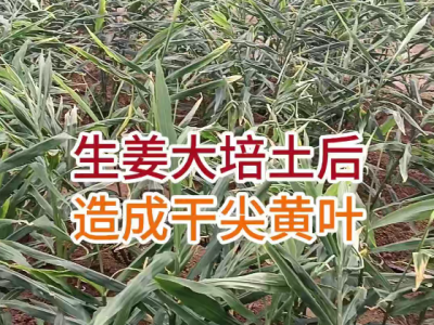 生姜大培土后，造成干尖黄叶 ()