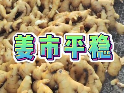 8月16日 生姜价格行情（姜市平稳） ()