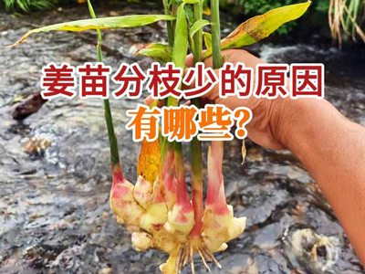 姜苗分枝少的原因有哪些？ ()