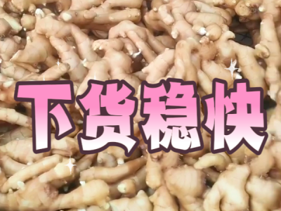 8月18日 生姜价格行情（下货稳快） ()