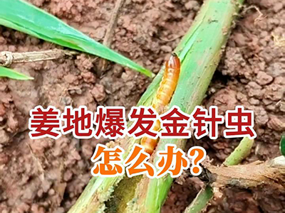 姜地爆发金针虫怎么办？ ()