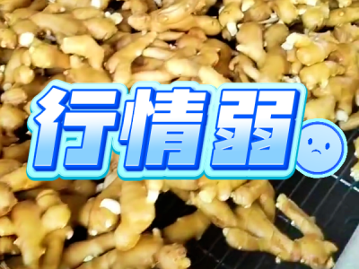 8月19日 生姜价格行情（行情弱） ()