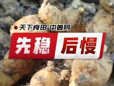 8月19日 安丘黑埠子（先稳后慢） ()