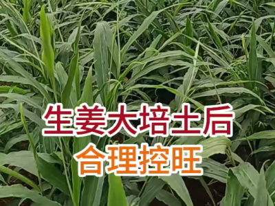 生姜大培土后合理控旺 ()