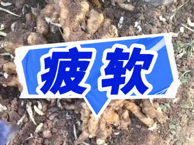 8月20日 安丘黑埠子（疲软） ()