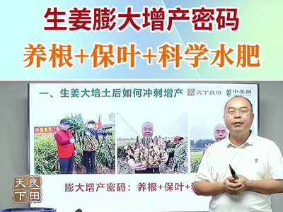 生姜膨大增产密码养根+保叶+科学水肥 ()