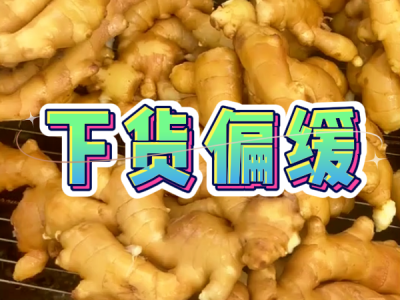 8月20日 生姜价格行情（下货偏缓） ()