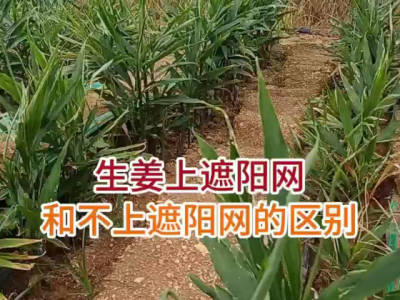 生姜上遮阳网和不上遮阳网的区别 ()