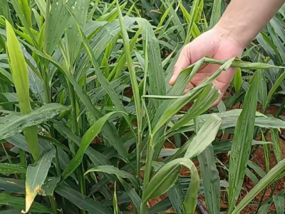 根结线虫导致生姜扎小辫 ()