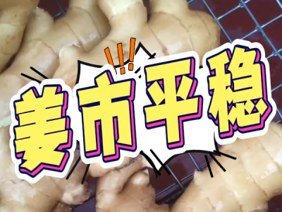 8月21日 生姜价格行情（姜市平稳） ()