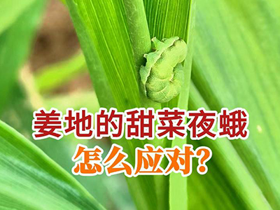 姜地的甜菜夜蛾怎么应对？ ()