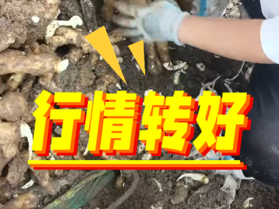 8月21日 安丘黑埠子（行情转好） ()