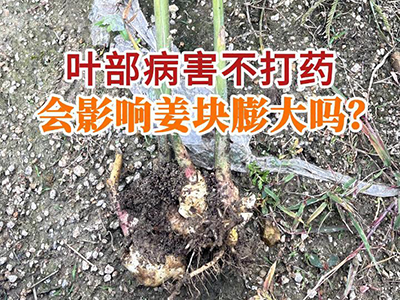 叶部病害不打药会影响姜块膨大吗？ ()