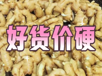 8月22日 生姜价格行情（好货价硬） ()