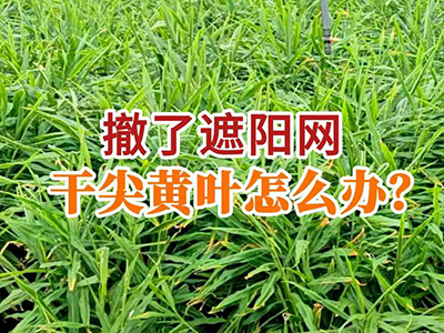 撤了遮阳网，干尖黄叶怎么办？ ()