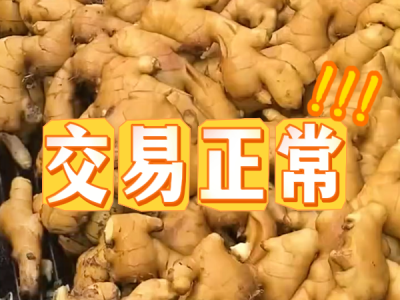 8月23日 生姜价格行情（交易正常） ()