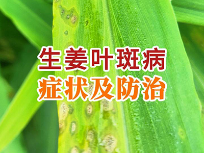 生姜叶斑病症状及防治 ()