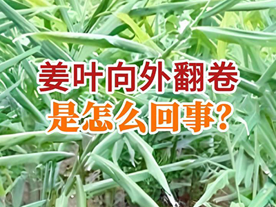 姜叶向外翻卷是怎么回事？ ()