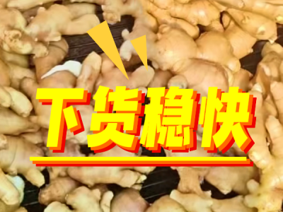 8月25日 生姜价格行情（下货稳快） ()
