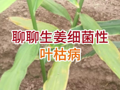 聊聊生姜细菌性叶枯病 ()