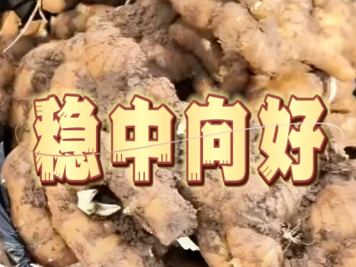 8月26日 安丘黑埠子（稳中向好） ()