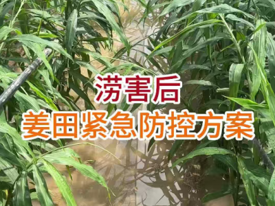 涝害后姜田紧急防控方案 ()