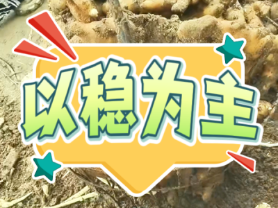 8月27日 安丘黑埠子（以稳为主） ()