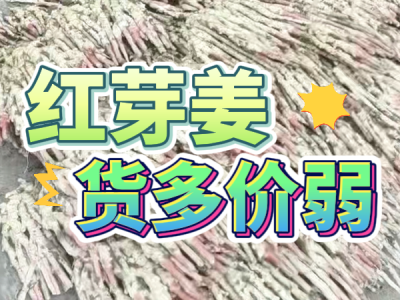 8月27日 生姜价格行情（红芽姜货多价弱） ()
