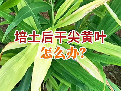培土后干尖黄叶怎么办？ ()
