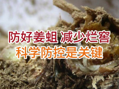 防好姜蛆减少烂窖科学防控是关键 ()