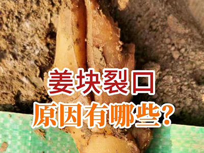 姜块裂口的原因有哪些？ ()