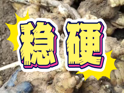 8月28日 安丘黑埠子（稳硬） ()