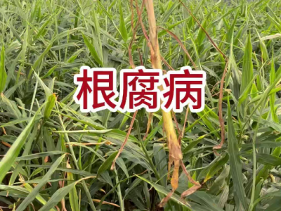根腐病 ()