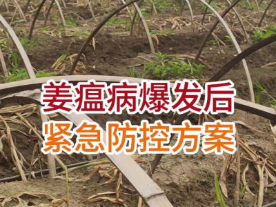 姜瘟病爆发后紧急防控方案 ()