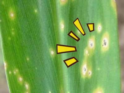 聊聊生姜叶斑病 ()