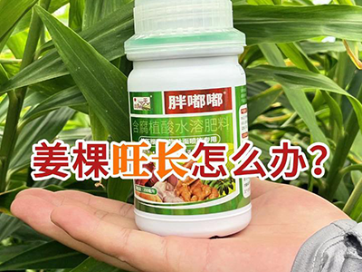 姜棵旺长怎么办？ ()