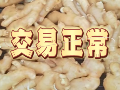 8月28日 生姜价格行情（交易正常） ()