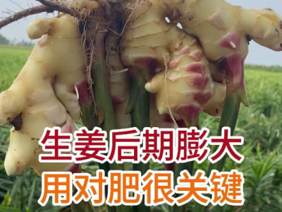 生姜后期膨大用对肥很关键 ()