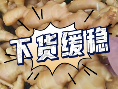 8月29日 生姜价格行情（下货缓稳） ()